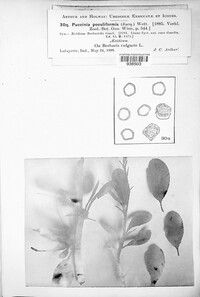 Puccinia poculiformis image